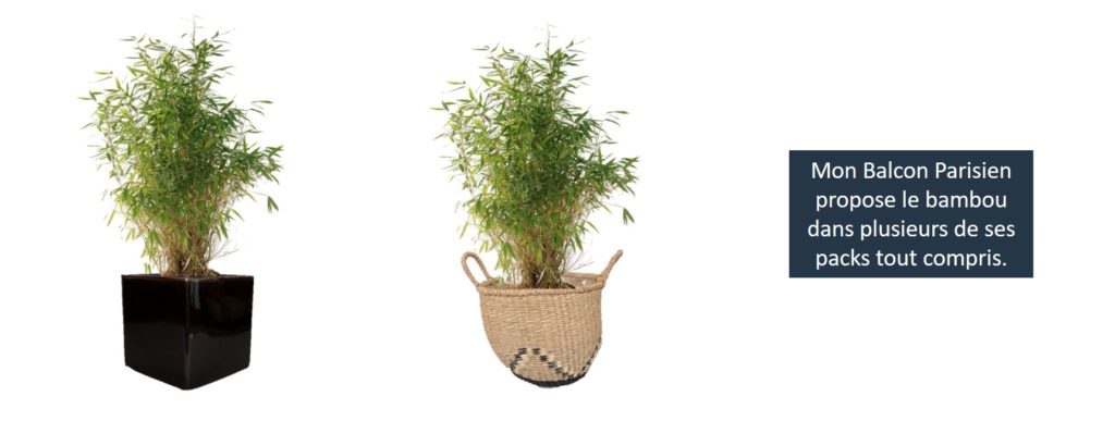 livraison plantes paris bambou