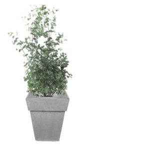 livraison plantes balcon eucalyptus
